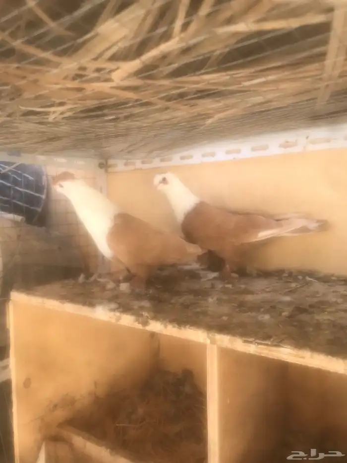 ذكرين لبناني 1