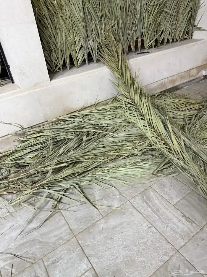 سعف نخل 45 حبه للبيع 1