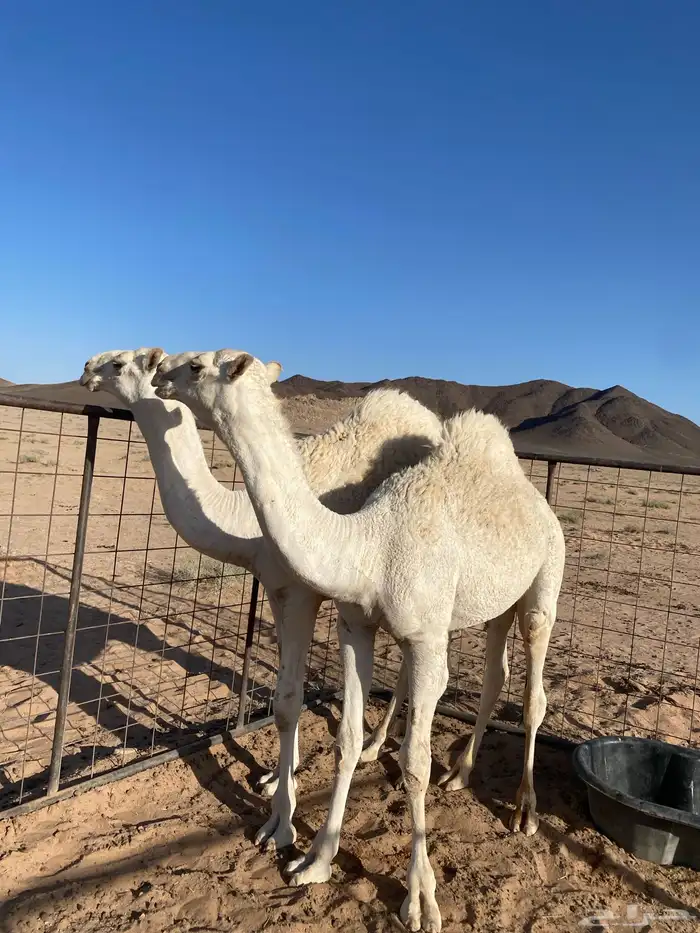 قعدان 4