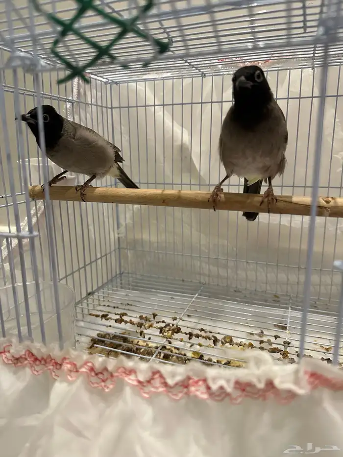 نغاري وليفه 9