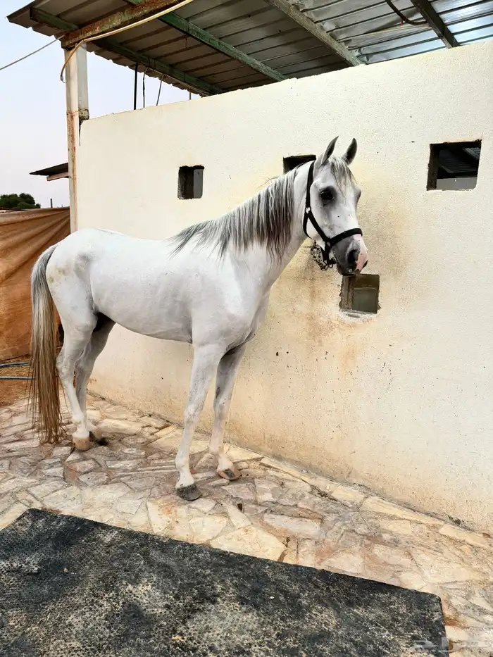 حصان جزيري 5