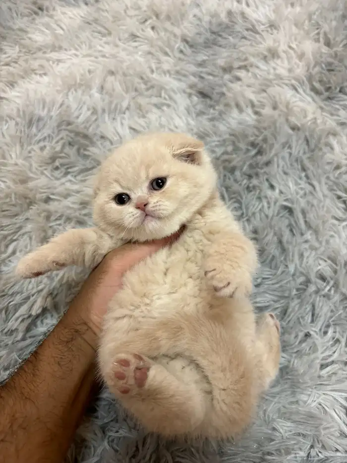 سكوتش فولد كريمي ذكر تم الحجز 1