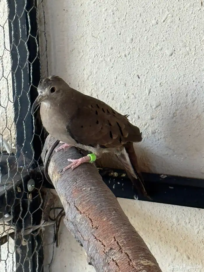 يمام مكسيكي انثى 0