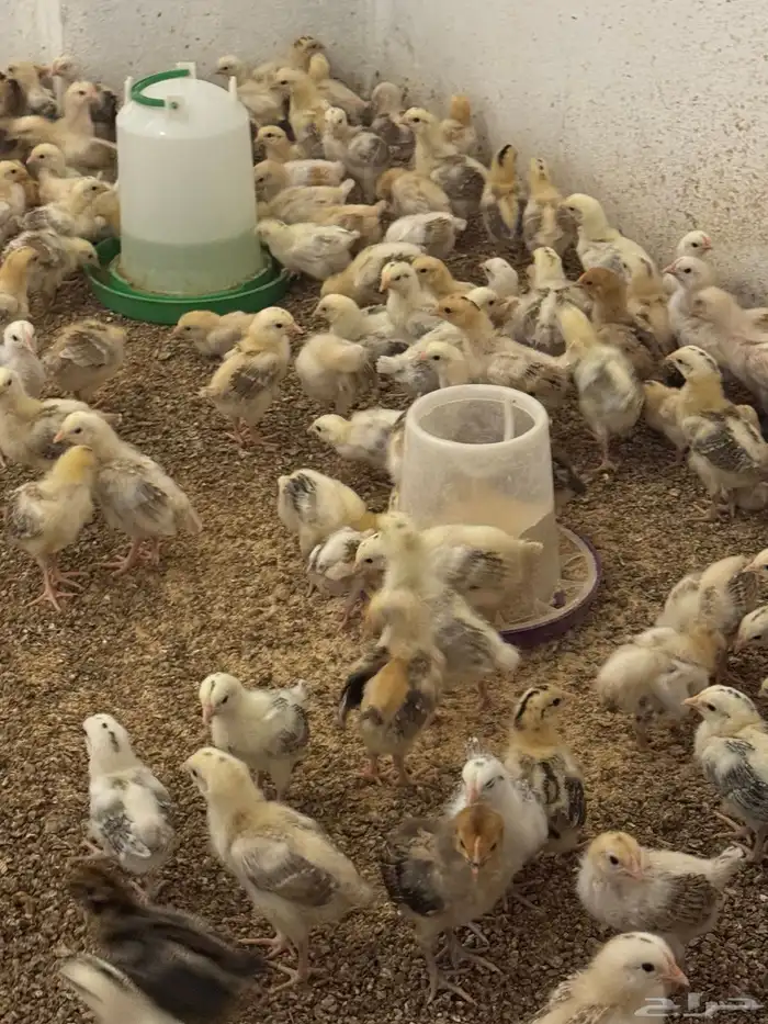 للبيع صوص بلدي وبيض بلدي 8