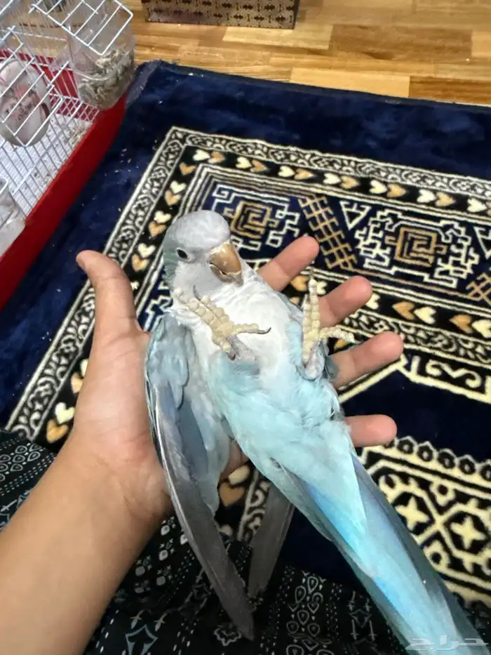 كويكر ازرق اليف ( تم البيع خارج حراج الله يبارك له ) 5