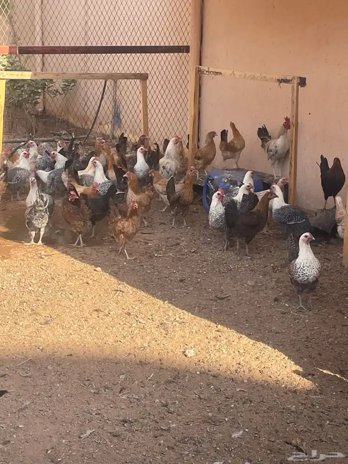 دجاج العمر 8 شهور و نص 0