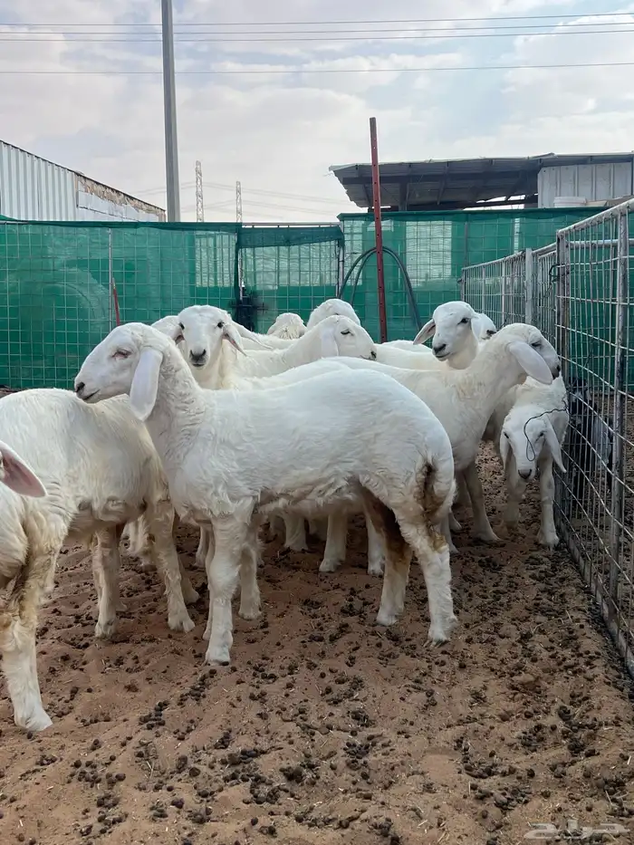 رخال حريات نوادر 6