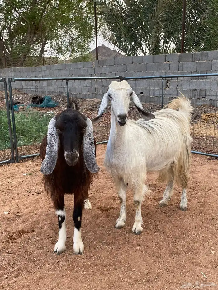 معزا مصريات دفيع رباعيات تمم البيع 9