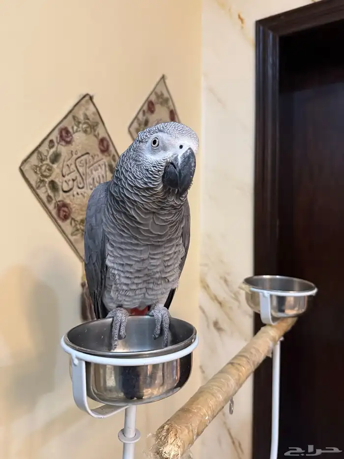 ببغاء كاسكو افريقي 0