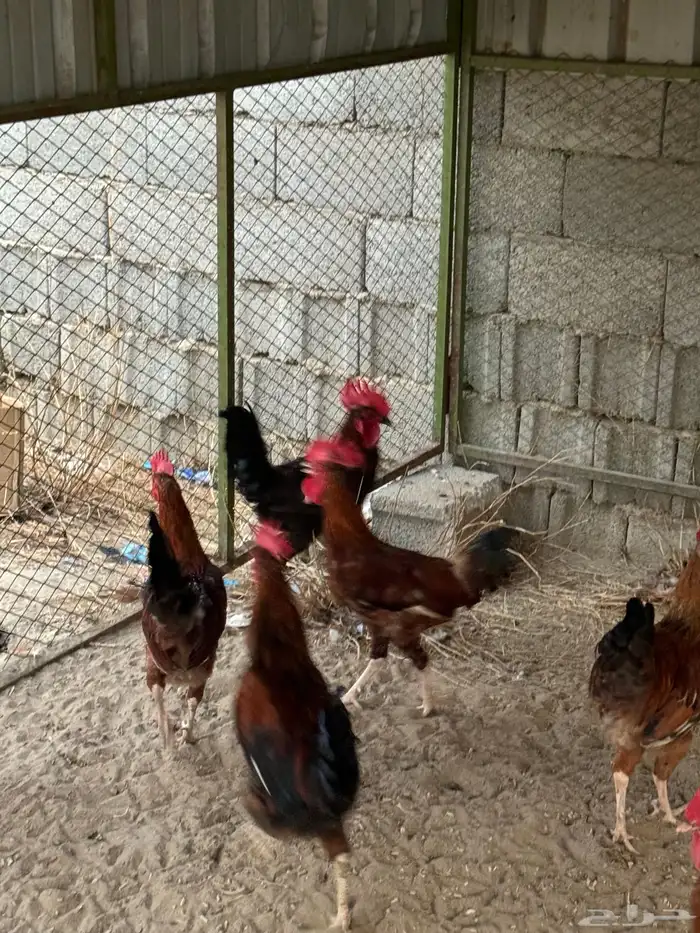 ديوك فرنسية 0