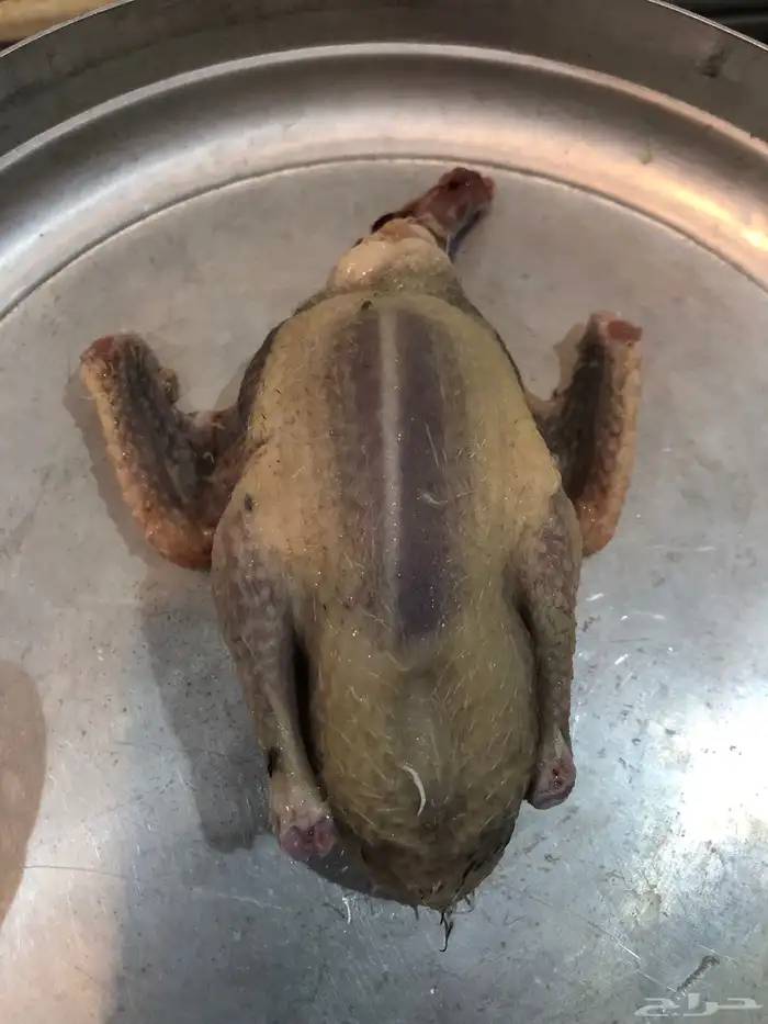 فروخ حمام طيبه 4