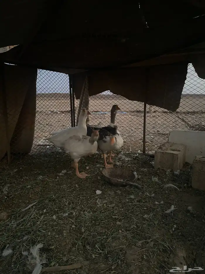 الواز 2