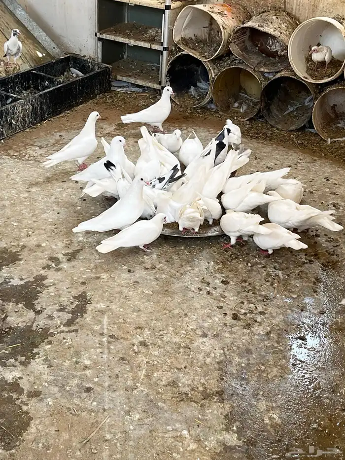 حمام جامبو فرنسي 0