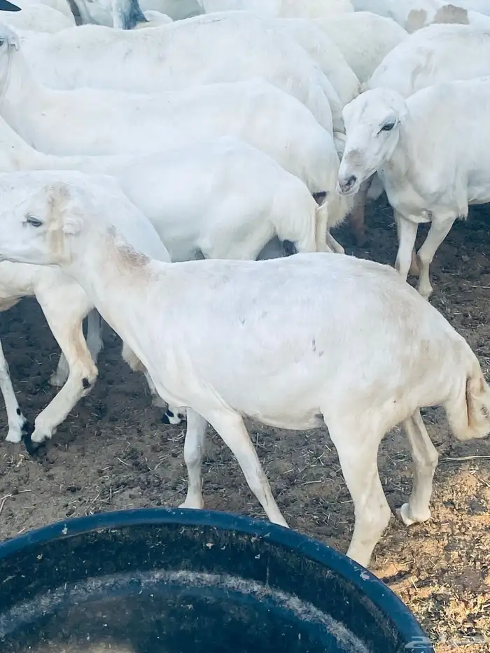 غنم رفد للبيع اشباب 1