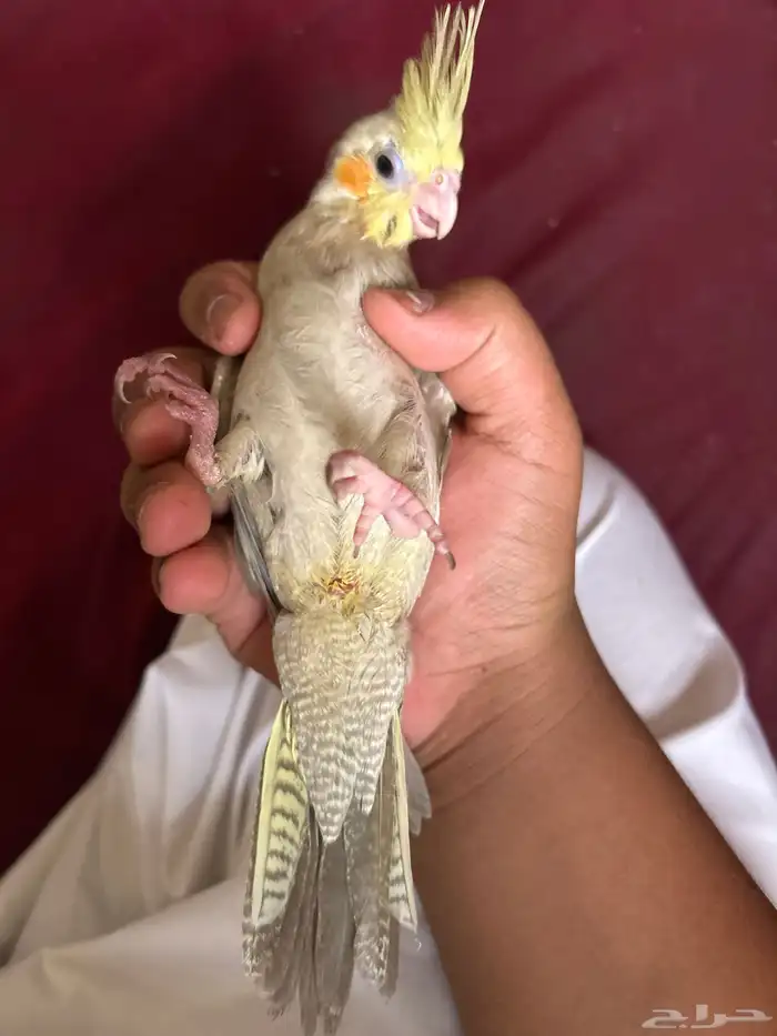 بنك الأهلي العمران 1