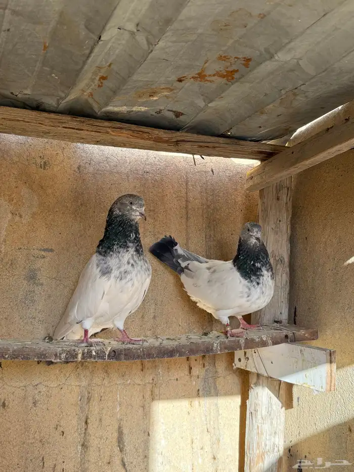 اجواز حمام باكستاني 19