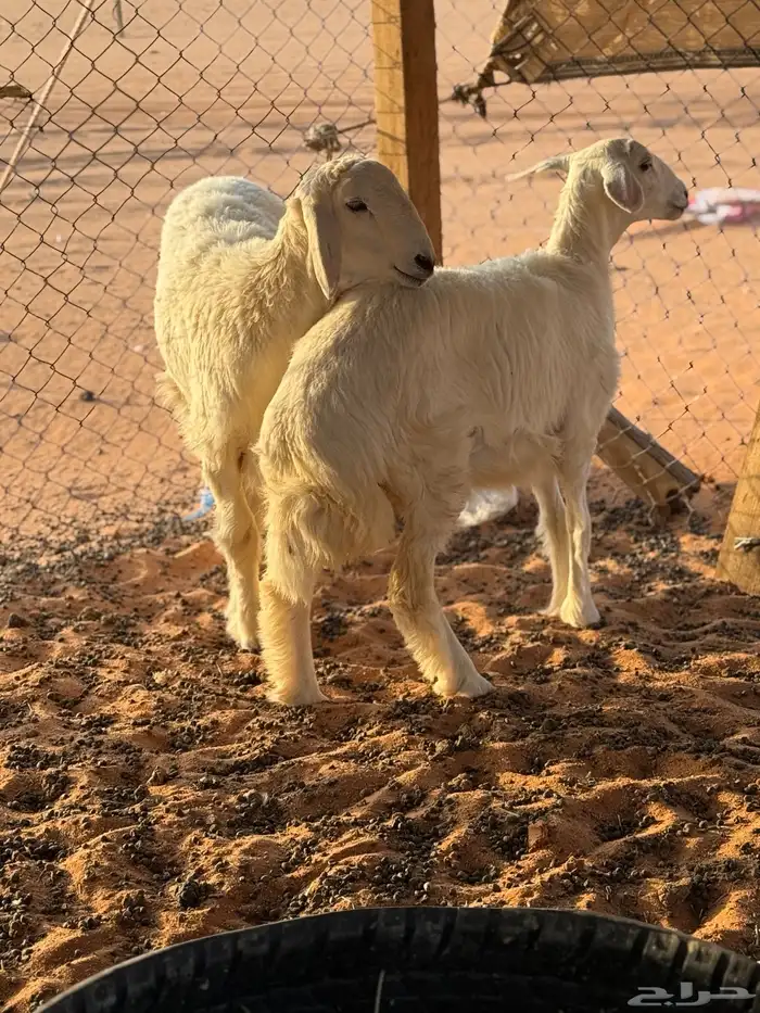 خروف ورخل 1