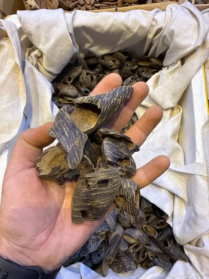 عود طبيعي محسن 5