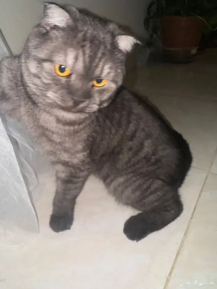 قط سكوتش 0
