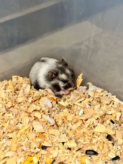 ونتر وايت دوارف هامستر winter white dwarf hamster index