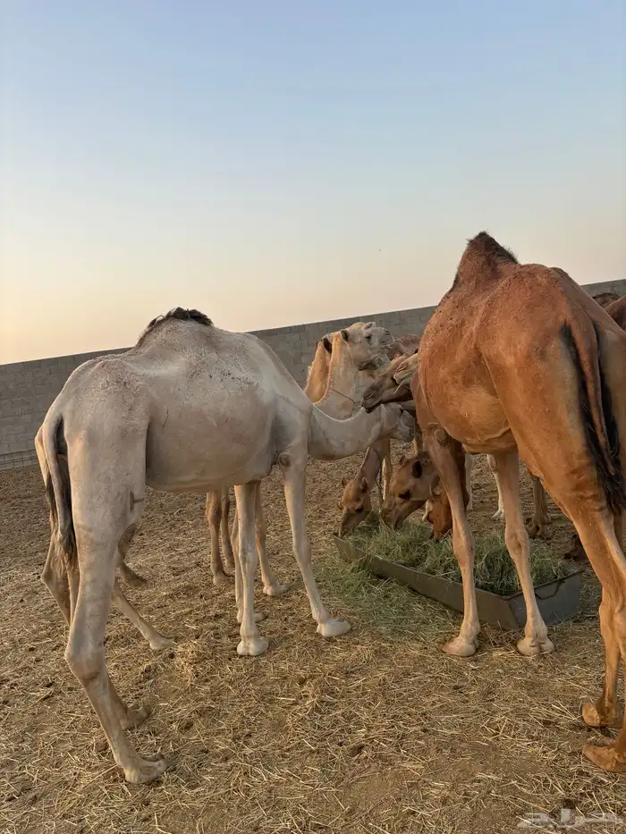 هجن 6
