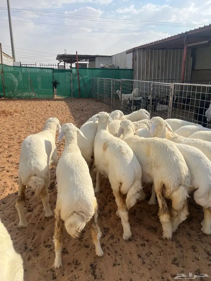 رخال حريات نوادر 5