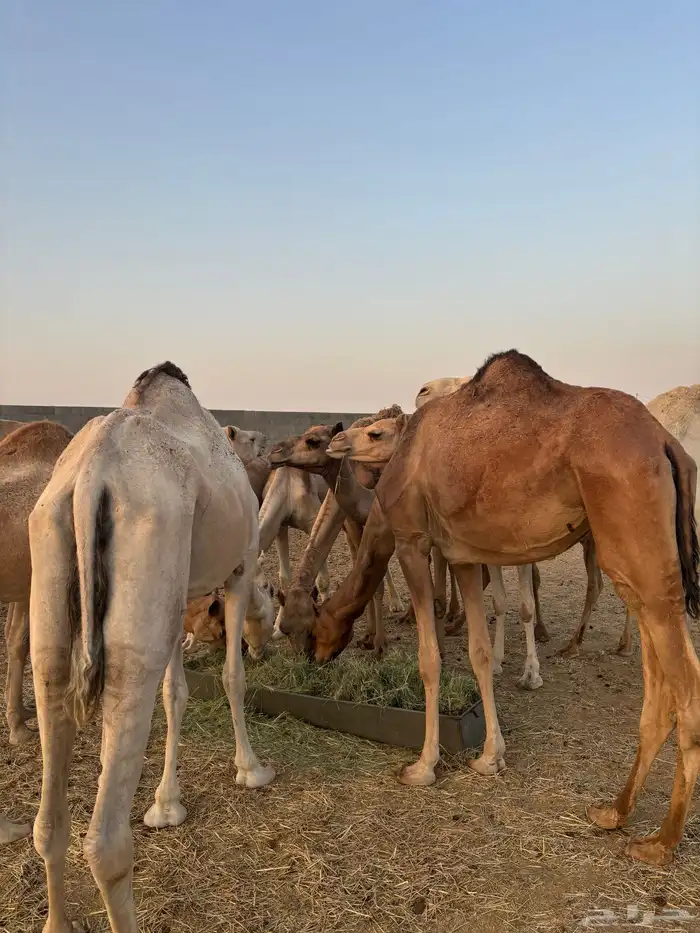 هجن 9