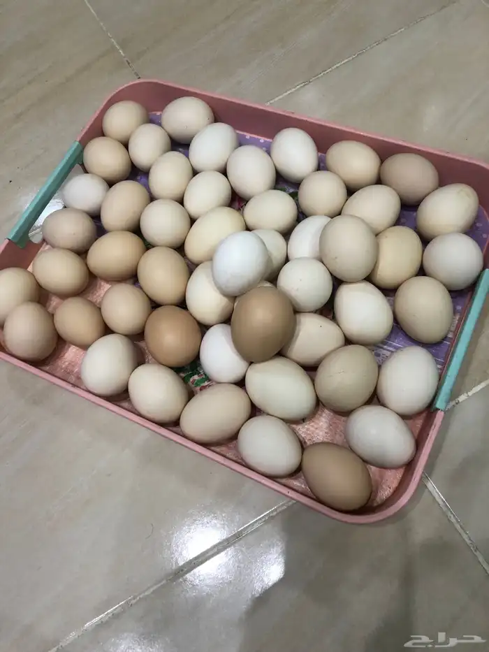 بيض فرنسي 1