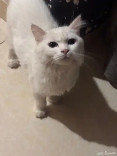 قطط للبيع Persian cat index