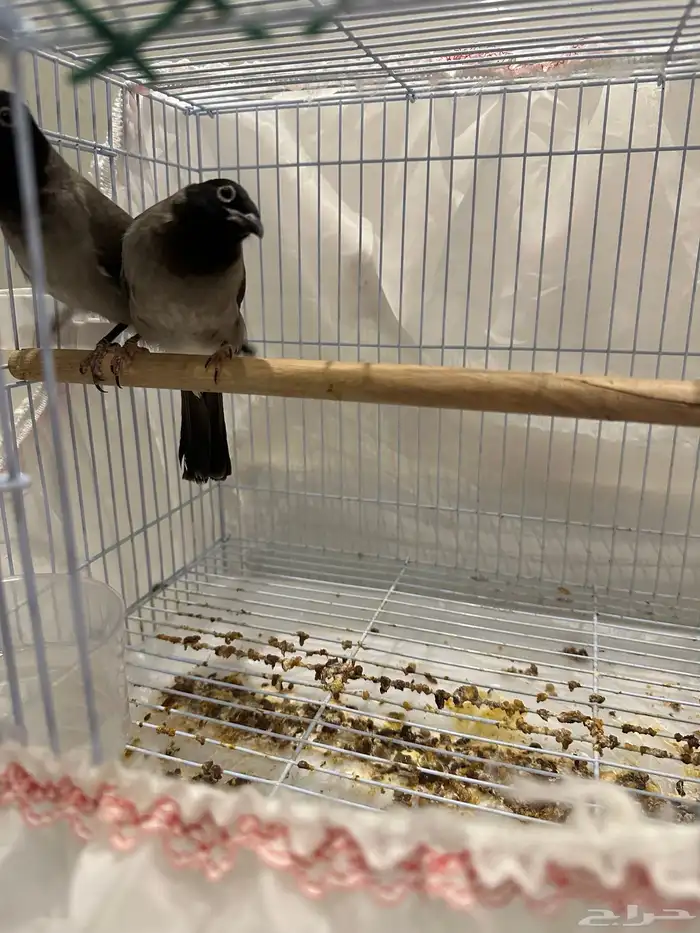 نغاري وليفه 5