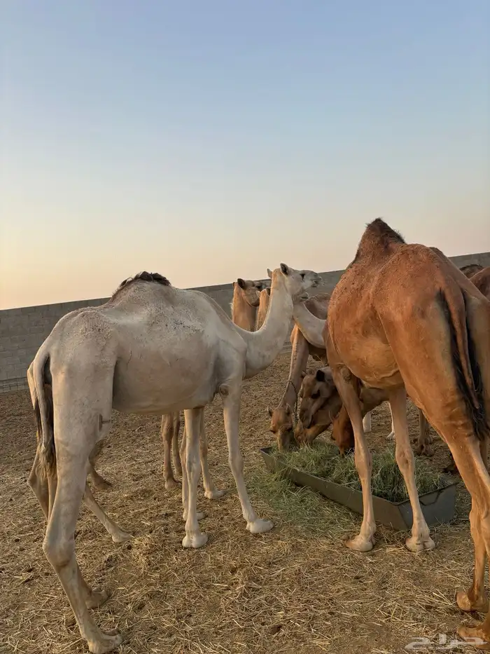 هجن 3