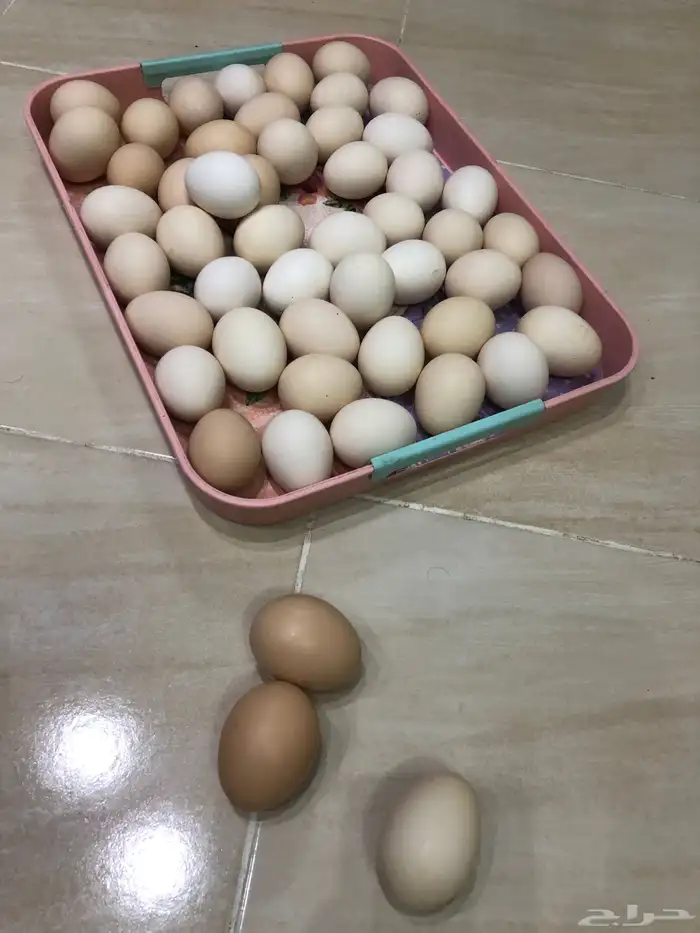 بيض فرنسي 0
