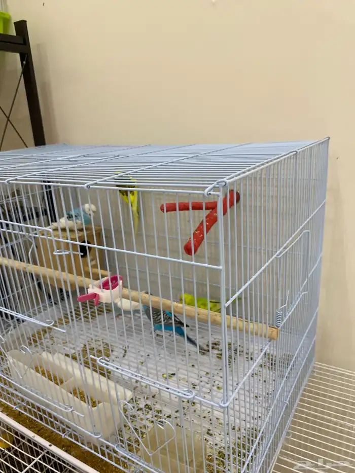 بادجي خمس حبات على السوم (تم البيع ) 1