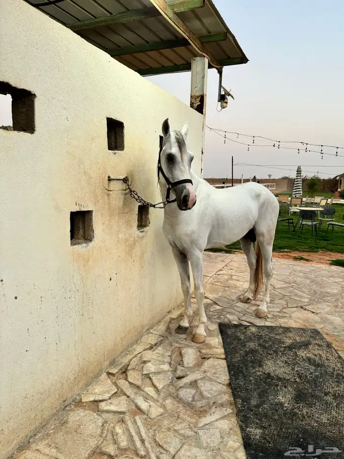 حصان جزيري 0