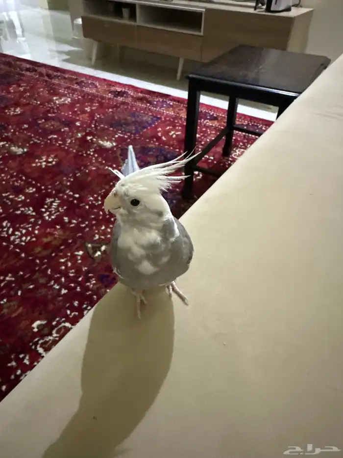 كروان هولندي 0