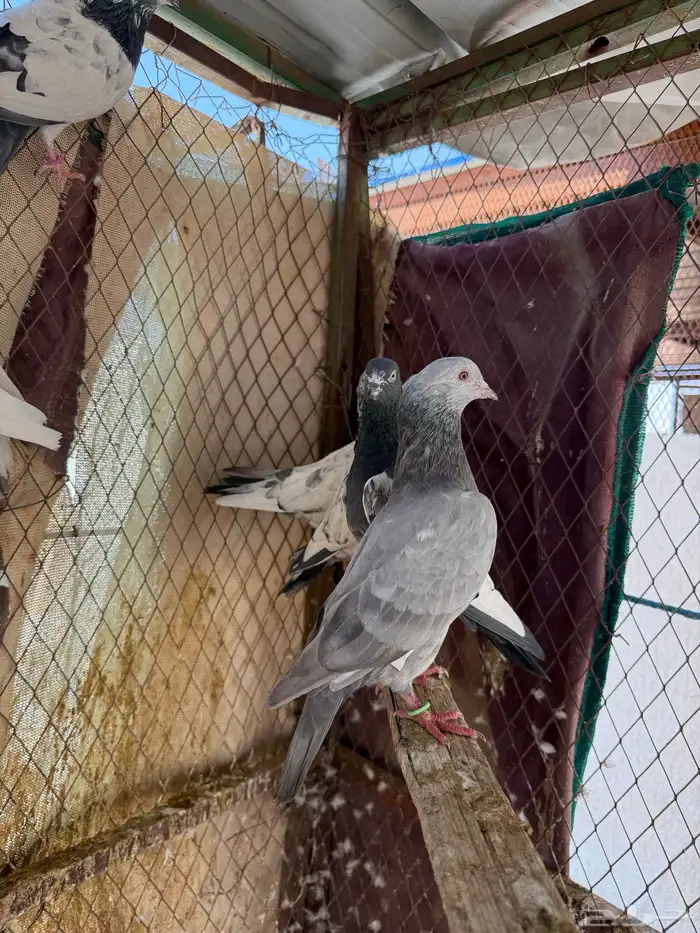 اجواز حمام باكستاني 7