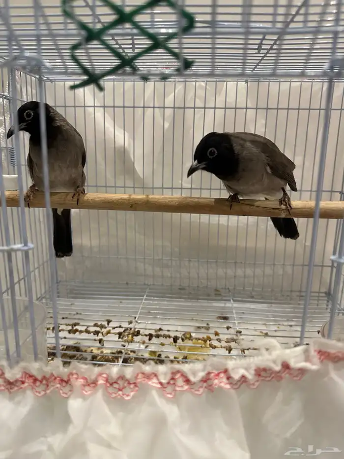 نغاري وليفه 6