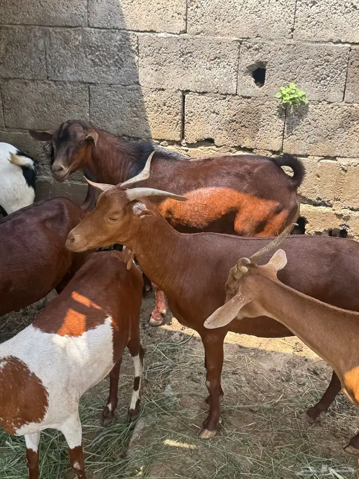 13 راس غنم للبيع محايل 1