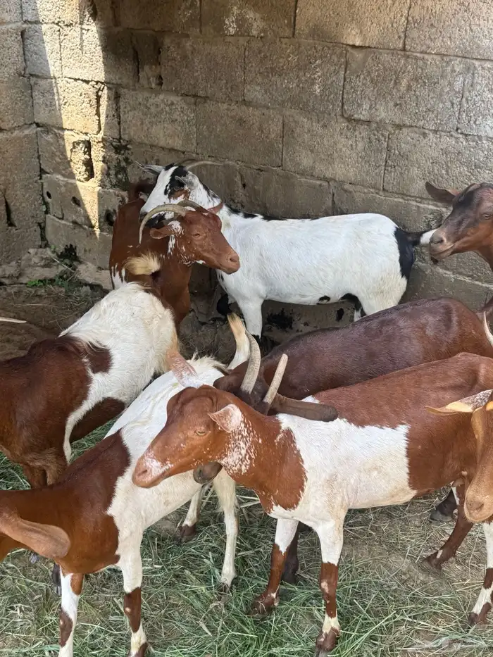 13 راس غنم للبيع محايل 2