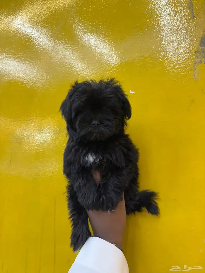 كلاب مالتيبو Maltipoo 2