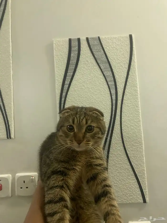 قطط 1