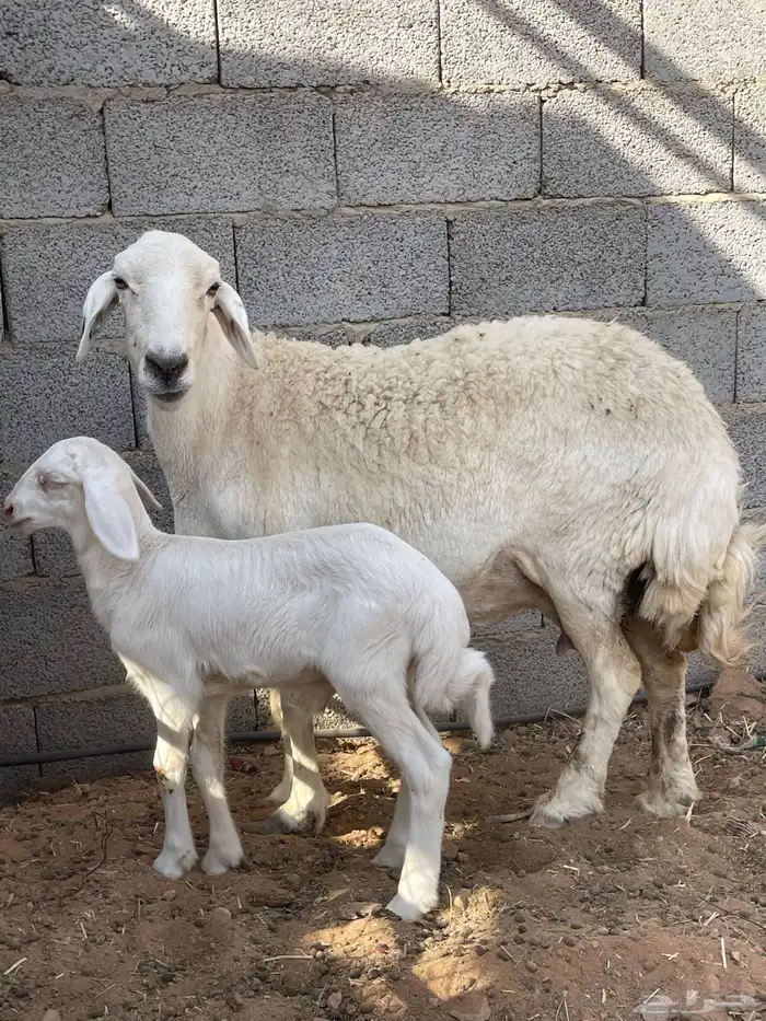 شاة حرية حرشاء صنف متبع 7