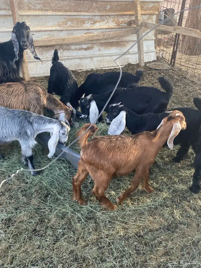 تيوس تم اللبيع 1