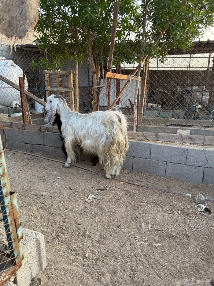 عنز كفوا 2