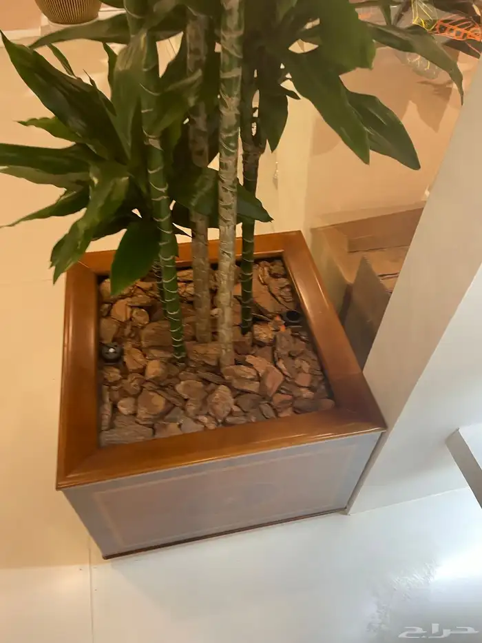 خشب ديكور لحاء صنوبر pine bark 1