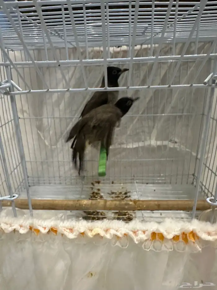 نغاري وليفه 1