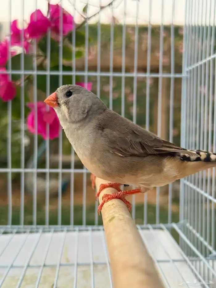 طيور 6