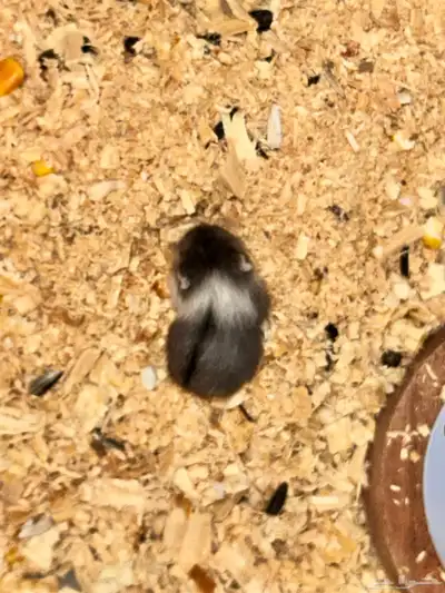 ونتر وايت دوارف هامستر winter white dwarf hamster index