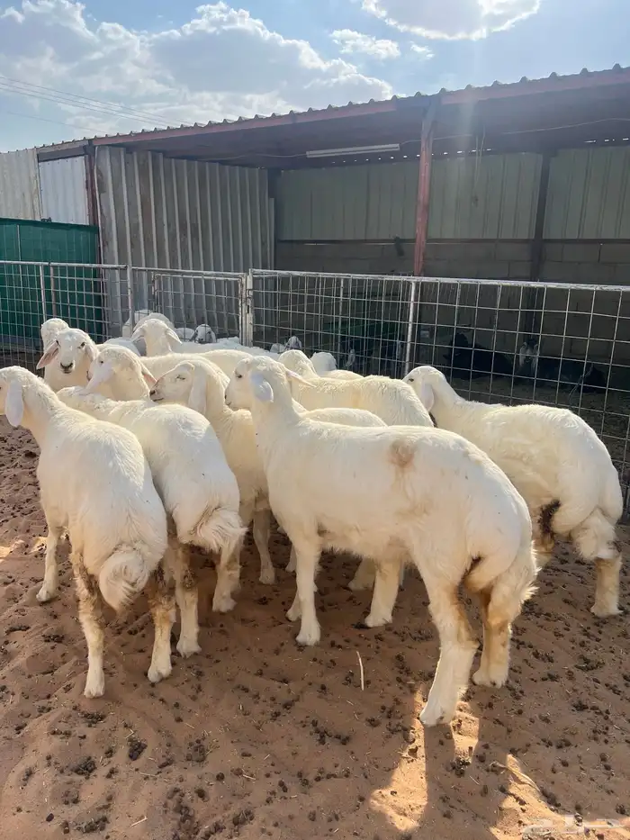 رخال حريات نوادر 7