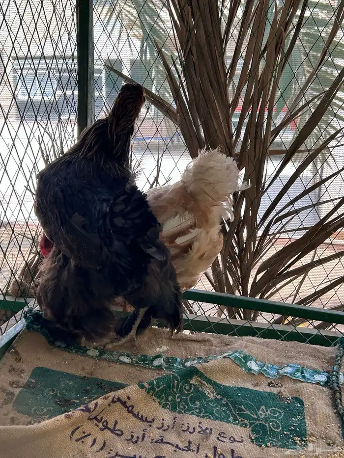للبيع دجاج براهما 4